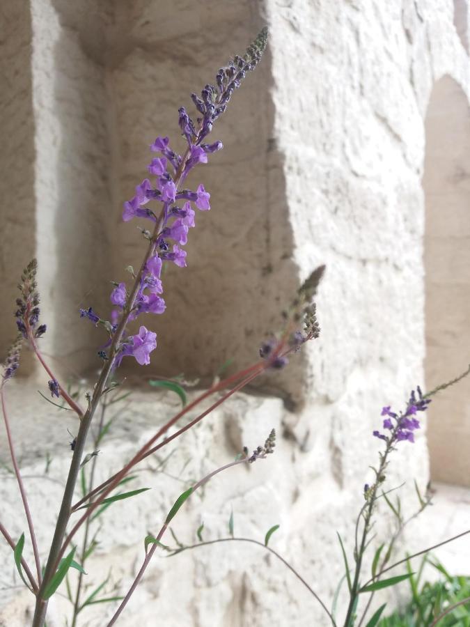 Trulli Di Puglia - Casa Vacanze In Valle D'Itria Мартіна-Франка Екстер'єр фото